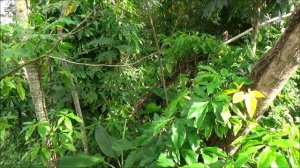 Fivefingers (Syngonium angustatum)