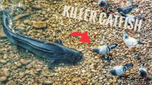 СОМ ЖРЕТ ГОЛУБЯ!! СОМ охотится НА ГОЛУБЕЙ! Опасный хищник рек