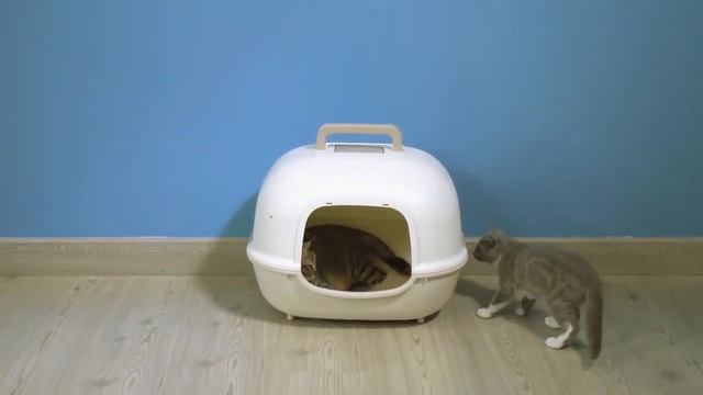 Petoneer Breeze Smart Odor Eliminator смотреть онлайн