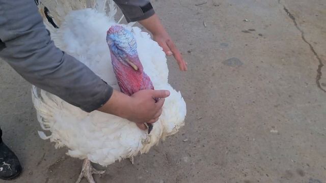 БИК 6 ИНДУК ☎️+998973375592☎️ смотреть онлайн