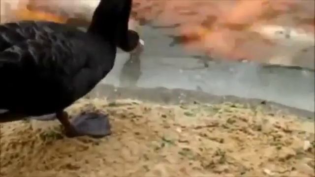 Животные знают, как заботиться друг о друге, людям нужно больше любить! смотреть онлайн