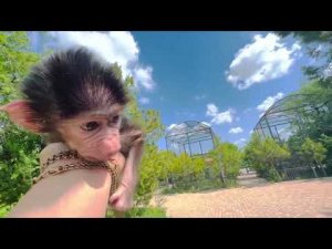 Люся УБЕЖАЛА ИЗ ДОМА и стала охотиться на кур! Люсе НАШЛИ ЖЕНИХА