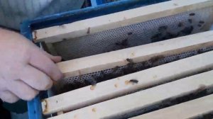 Что могут среднерусские пчелы Пермской популяции  от Безматерных А.С.  в Оренбурге.mp4