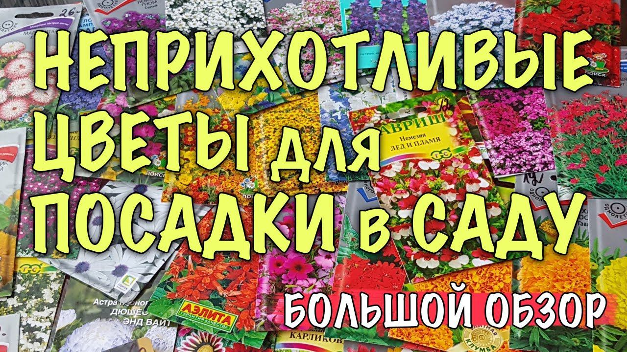 САМЫЕ КРАСИВЫЕ и НЕПРИХОТЛИВЫЕ. БОЛЬШОЙ обзор РОСКОШНЫХ ЦВЕТОВ, которые ЛЕГКО ВЫРАСТИТ КАЖДЫЙ!