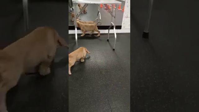 Бретонский бассет от хороших заводчиков,помогаем нашим помощникам. смотреть онлайн