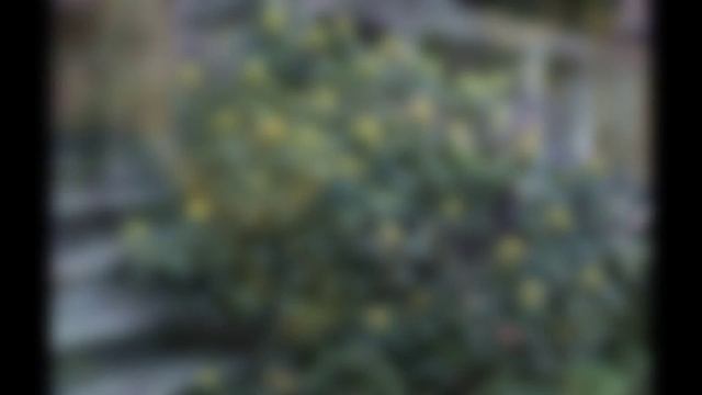 МАГОНИЯ (MAHONIA) сем. Барбарисовые смотреть онлайн