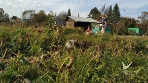 поля на поле. сбор тыквы