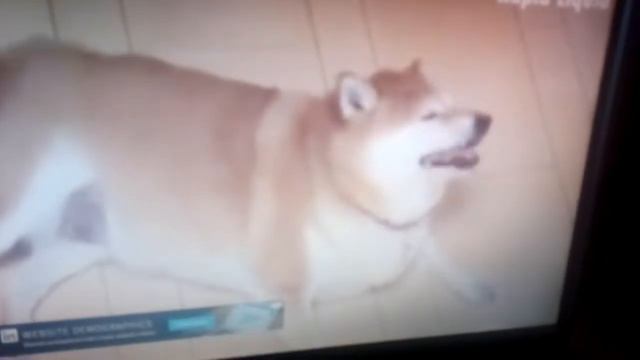 Толстая собака смотреть онлайн