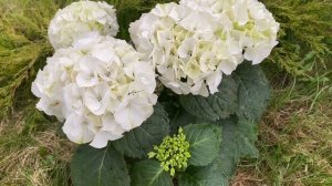 ЗАПАКОВКА РЕБОРНА МЕГГИ. ОБЗОР АКСЕССУАРОВ ДЛЯ КОЛЯСКИ АВТОКРЕСЛА. #реборн #rebornbaby #куклареборн