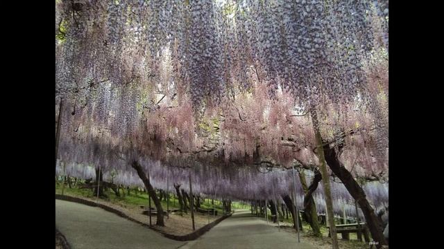 Самый необычный Сад цветов! Увидеть и посетить! смотреть онлайн