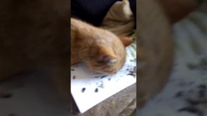 После кастрации