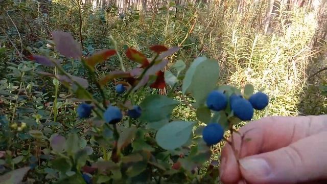 Лесные ягоды: черника, голубика, брусника и клюква в начале августа. смотреть онлайн