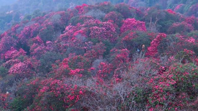 Rhododendron Vlog|| West Rukum Nepal. смотреть онлайн