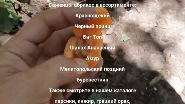 Привитые саженцы абрикоса Ростов-на-Дону | Dulce Gardens смотреть онлайн