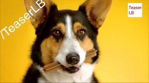 Реклама Педигри Дента Стикс