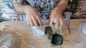 РЕДКОСТЬ Алоказия РЕД СЕКРЕТ/Адаптация и пересадка.