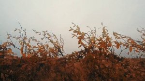 осенняя охота на гусей НАО