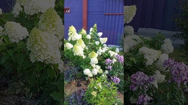 гортензия метельчатая Полар Бир , он же Полярный,  северозапад