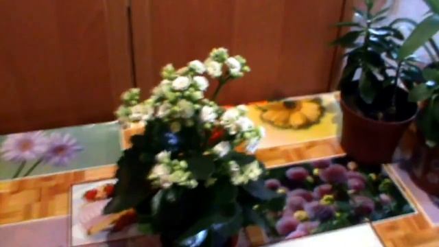 Каланхоэ Блоссфельда Секреты цветения Все правила ухода Почему не цветет !!! смотреть онлайн