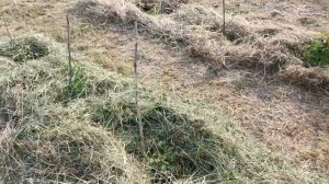 Ежевика. Малина. Делаю, как в школе: работу над ошибками. Начал с малого...!!!
