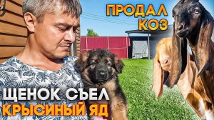 ПРОДАЛ КОЗ ЩЕНОК СЪЕЛ КРЫСИНЫЙ ЯД