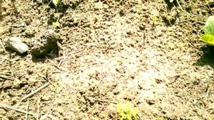 Уход за тыквой.Выращивание тыквы.Как вырастить тыкву