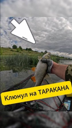 Голавль клюнул на таракана воблер.