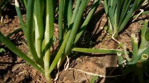 Лук многоярусный