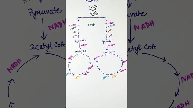 38 ATP Calculation in Cellular Respiration Glycolysis + Krebs Cycle смотреть онлайн