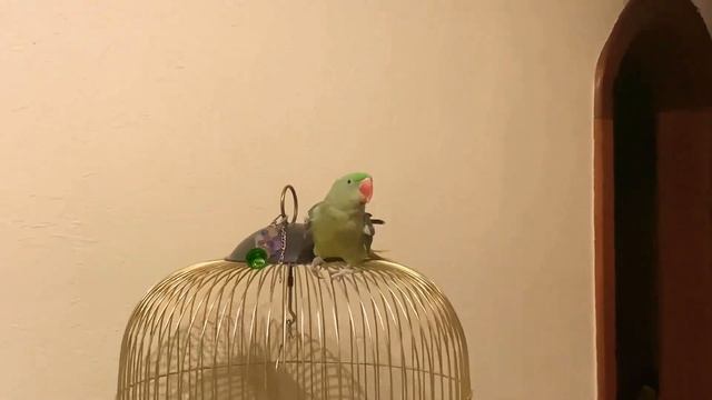 Крик Александрийского попугая