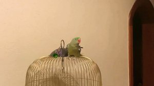 Крик Александрийского попугая