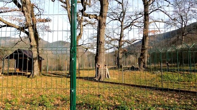 Гузерипль, Достопримечательность старше Пирамид, Дольмен,  Кавказский заповедник