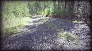 Дорога Домой