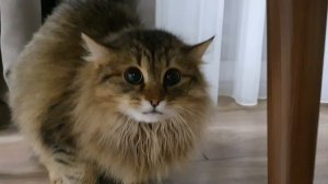 Васькины страшилки