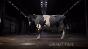 FUNNY COW DANCE. КОРОВЫ МЫЧАТ И ТАНЦУЮТ