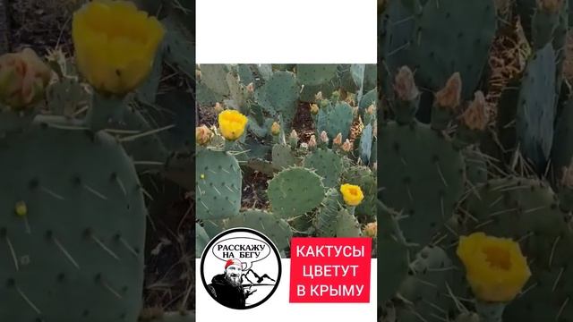 Кактусы цветут в Крыму. Горная дорога по берегу моря. Расскажу на бегу. Отдых в Крыму.