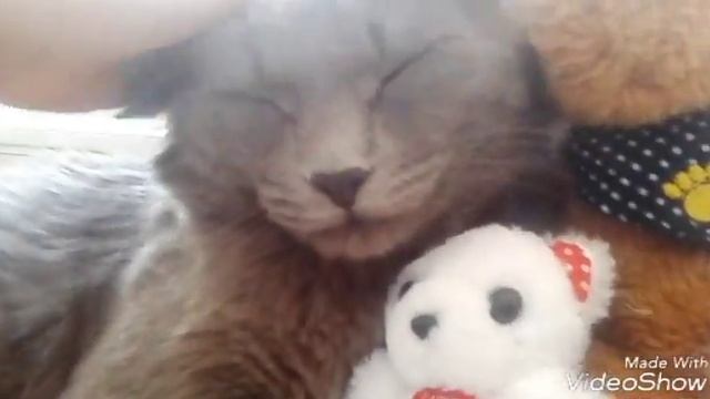 КОТ КОТОФЕЕВИЧ | МЯУ смотреть онлайн