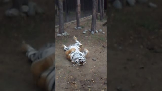 Тигр спит