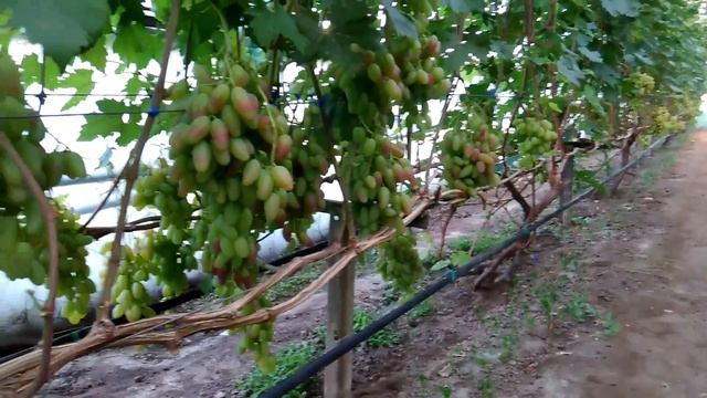 Виноград Преображение Велес Ливия Дубовский розовый в теплице 2017. смотреть онлайн