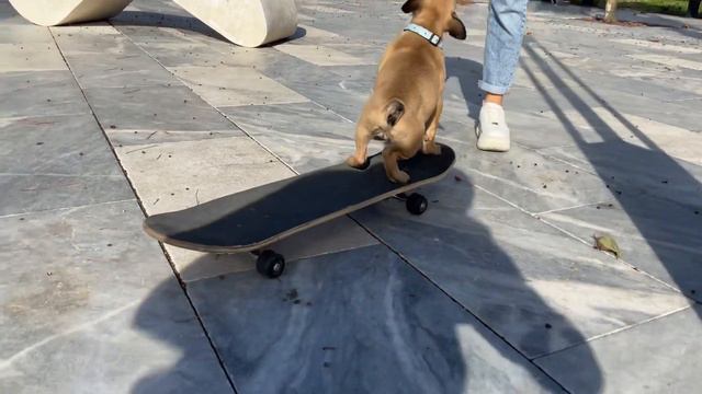 Как научить щенка французского бульдога ездить на скейте🛹 смотреть онлайн