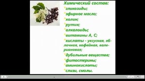 Бузина черная Лечебные свойства
