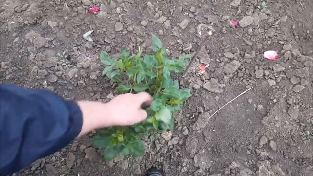 Як сформувати кущ георгіни багаторічної для пишного цвітіння смотреть онлайн