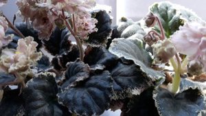 Фиалка ЛЕ-Кардамон (Е. Лебецкая) .2017г.