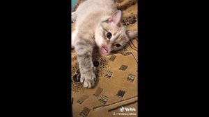 Прощения проси! А всё уже, всё, надо было раньше просить!!! (Подборка из Tik Tok) #4