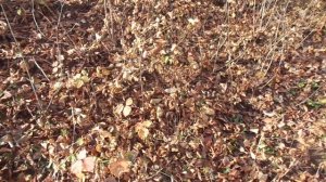 Размножение кизила в дикой природе и у меня дома.