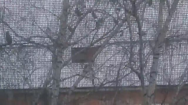 Прилетели свиристели ) смотреть онлайн