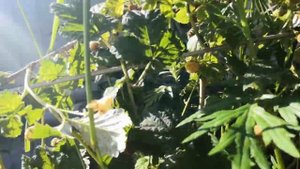 Как правильно обрезать малину летом.