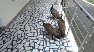 Пансионат «Айтар» [ПОЛНЫЙ ОБЗОР] территории / Абхазия Сухум / День Маленький дождик август 2021