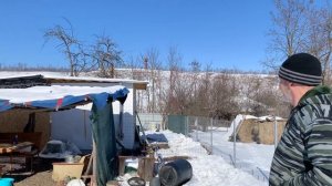 #137 Пробуем омлет из гусиных яиц. Съездили на рынок. Нашли немного дров.