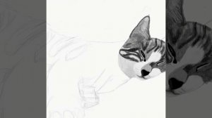 JEDI the CAT | Timelapse Drawing | APS #jedithecat